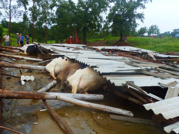 Temporal provocou queda de galpo e morte de 16 vacas