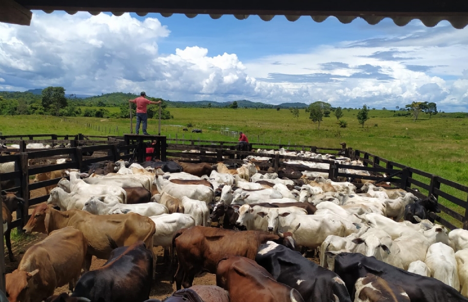 Polcia Civil recupera mais 29 cabeas de bovinos oriundas de golpe de estelionato