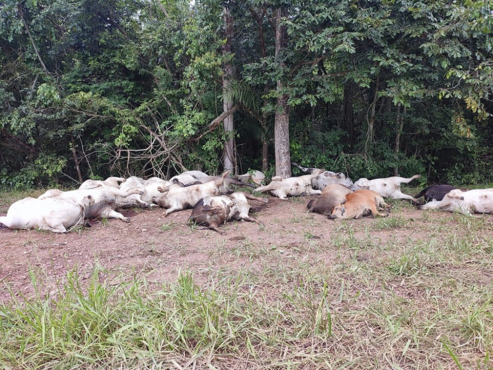 Queda de raio mata 19 cabeas de gado em fazenda e provoca R$ 100 mil de prejuzo