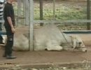 Vaca foge da do Parque de Exposies de Maring e fica entalada em um ponto de nibus