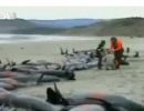 Mais de cem baleias morrem em praia da Nova Zelndia