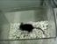 Rato modificado geneticamente emite sons