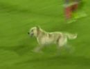 Cachorro invade o campo e a torcida grita ol no jogo entre Santa F e Botafogo