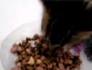 Veja uma gatinha, de Cuiab, falando enquanto come