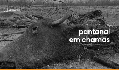 Pantanal em Chamas | Olhar Retr 2020