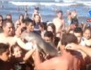 Banhistas retiram golfinho do mar para fazer selfie e animal morre