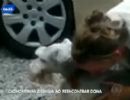 Cachorra desmaia ao reencontrar dona depois de dois anos