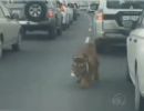 Assista! Tigre anda entre carros no trnsito do Catar e assusta motoristas