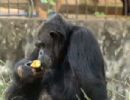 Macaco joga pedra e afunda crnio de menina em zoolgico