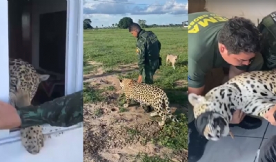 OD - Ona-pintada, Marru  resgatada e devolvida a seu habitat 2