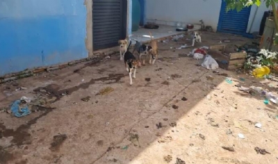 Mulher de 46 anos  presa por abandonar filhotes de cachorro em quitinete