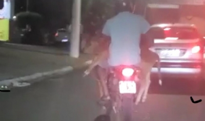 OD - Bezerro  flagrado sendo transportado em motocicleta