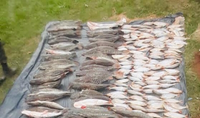 Batalho Ambiental da PM apreende 300 quilos de pescado irregular em Cuiab