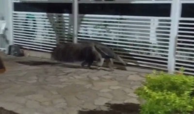 Tamandu-bandeira  flagrado por morador de Cuiab e resgatado pela polcia ambiental