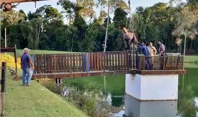 Bombeiros usam guincho para resgatar anta que caiu em lagoa de fazenda