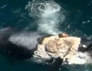Jovem se arrisca ao subir em baleia devorada por tubares na Austrlia