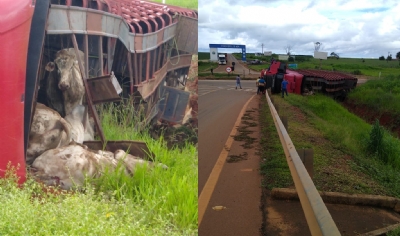 OD - Caminho carregado de gado tomba no Trevo do Mineirinho e animais ficam soltos na pista