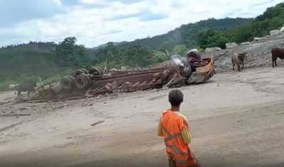 Caminho que transportava bois tomba em rodovia de Mato Grosso e animais ficam soltos