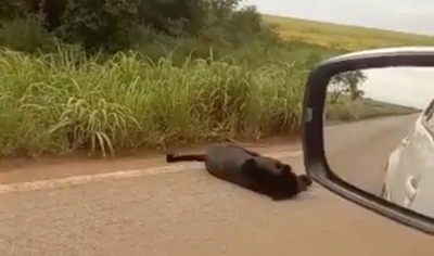 Motorista flagra ona-preta deitada s margens de rodovia em Mato Grosso