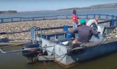 Vdeo mostra grande quantidade de peixes mortos no Lago do Manso