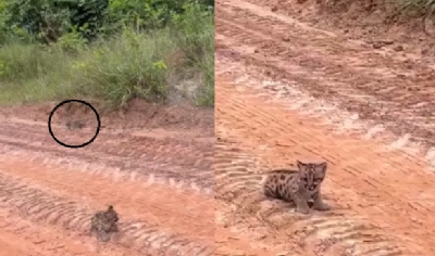 OD - dois filhotes de ona-pintada so flagrados caminhando em estrada de cho no interior de MT