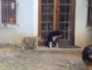 Cachorro se assusta com filhote de leo e sai correndo