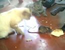 Inacreditvel! Ratinho bate em gato que tenta pegar seu queijo