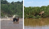 Ona-pintada tira jacar de dentro d'gua com a boca