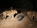 Rei da Selva: porco-espinho se defende do ataque de 17 lees