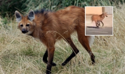 Vdeo flagra lobo-guar correndo em rua de cidade de Mato Grosso