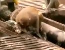 Macaco tenta reanimar amigo que sofreu com descarga eltrica na ndia