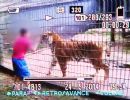 Garoto tem brao amputado aps ser atacado por tigre em zoolgico