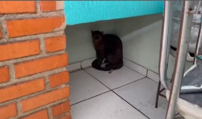 OD - Gato mourisco invade residncia, assusta moradores e d trabalho para ser resgatado por bombeiros 3