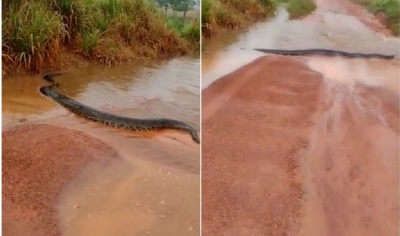 Sucuri de quase 4 metros  flagrada na zona rural e tamanho surpreende morador