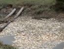 Cena chocante: milhares de peixes morrem sufocados em rio paulista