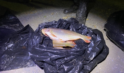 Batalho Ambiental da PM apreende 45 kg de pescado irregular durante fiscalizao