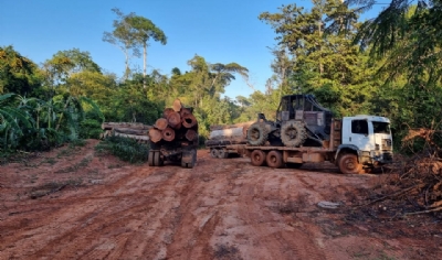 PF apreende 15 caminhes carregados com madeira em operao contra o crime em terra indgena de MT