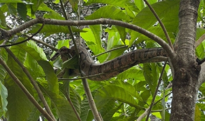 Serpente  capturada pelo Corpo de Bombeiros enrolada em rvore