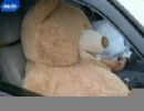 Motorista  multada por andar com urso no banco do passageiro