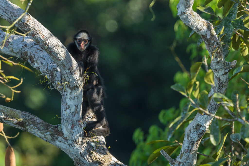 O Macaco Aranha - Espécies em Vias de Extinção